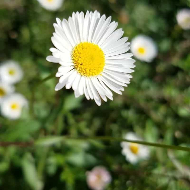 Santa Barbara Daisy (Erigeron karvinskianus)