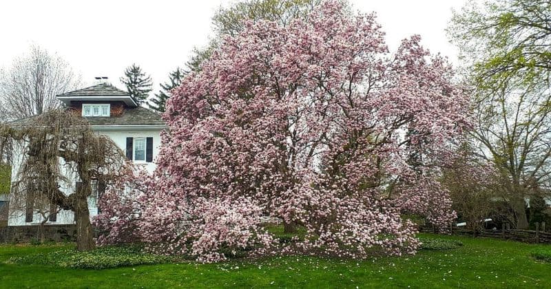 Saucer Magnolia (Magnolia × soulangeana)