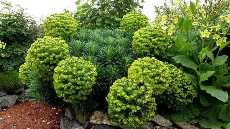 Euphorbia