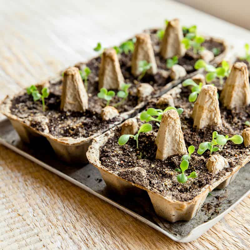 Seed Starter Pots