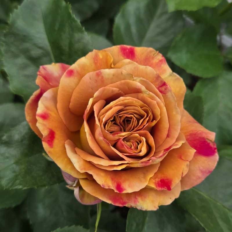 Select Disease-Resistant Varieties