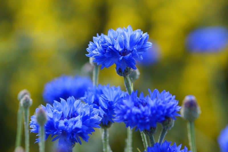 Electric Blue
