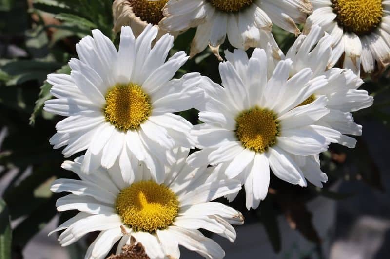 Shasta Daisy (Leucanthemum × superbum)