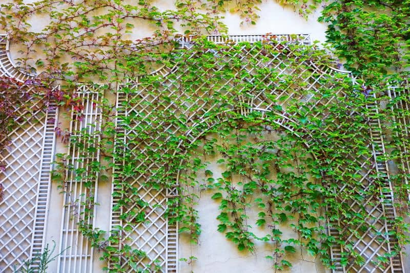 Silver Lace Vine