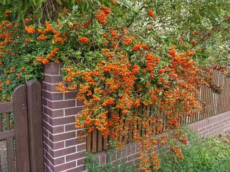 Firethorn