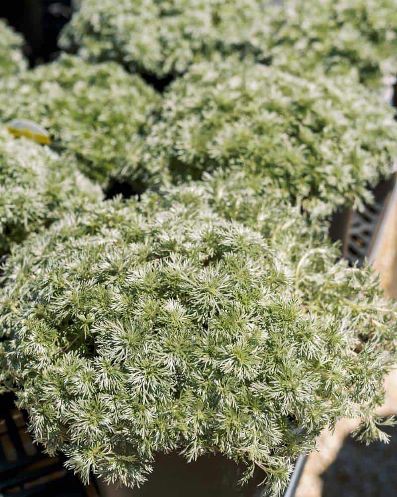 Silver Mound Artemisia (Artemisia schmidtiana 'Nana')
