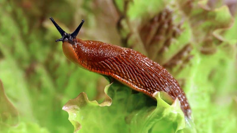 Slug Deterrent