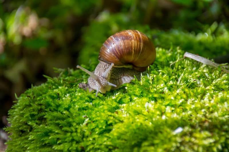 Slugs and Snails