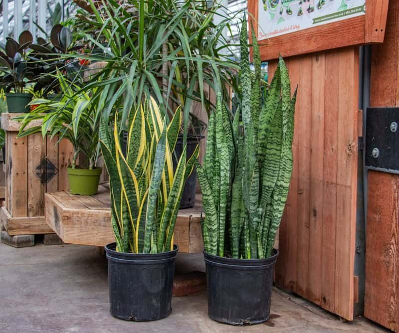 Snake Plant (Sansevieria trifasciata)