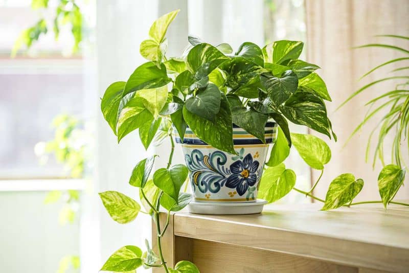Pothos Plant Perfection