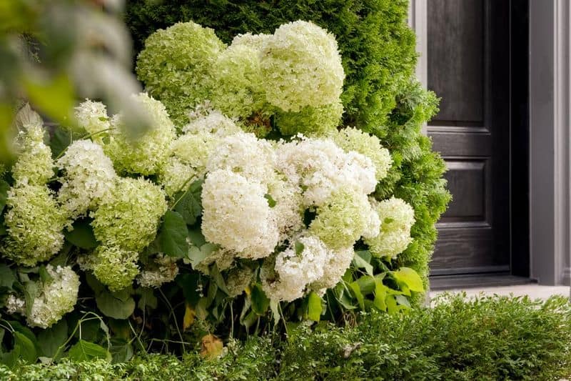 Hydrangeas and Boxwoods
