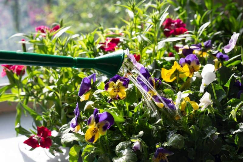 Adequate Watering
