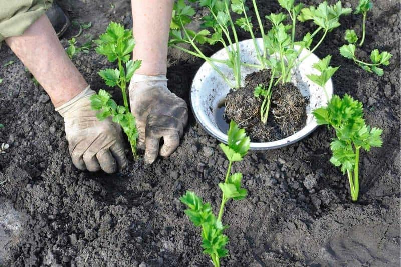 Transplant with Care