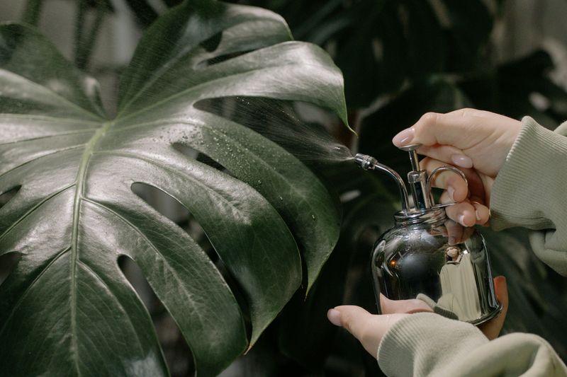 Monstera Moisture Management