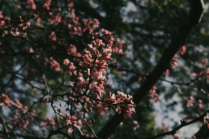 Spring's First Bloom
