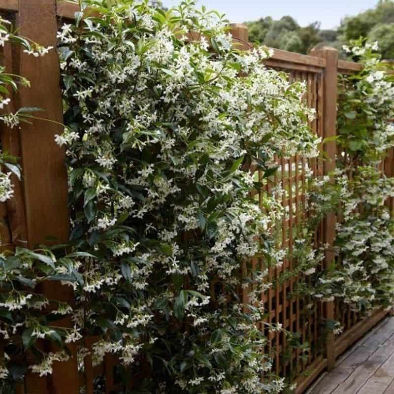 Star Jasmine (Trachelospermum jasminoides)