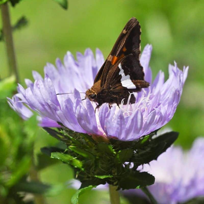 Stokesia laevis (Stokes' Aster)
