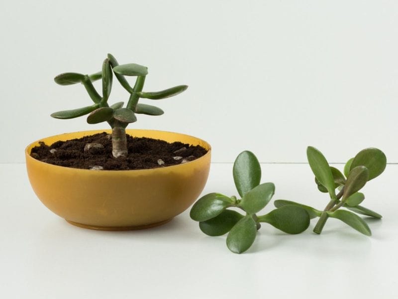 Ease of Propagation