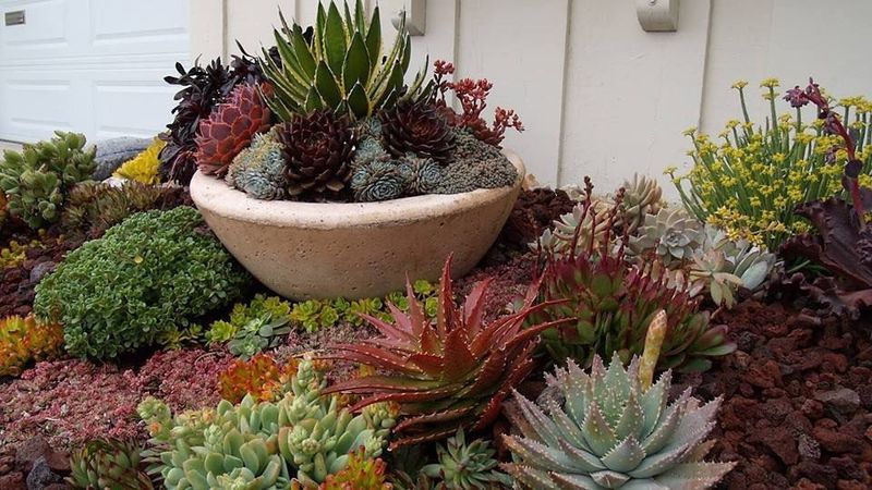 Succulent Garden