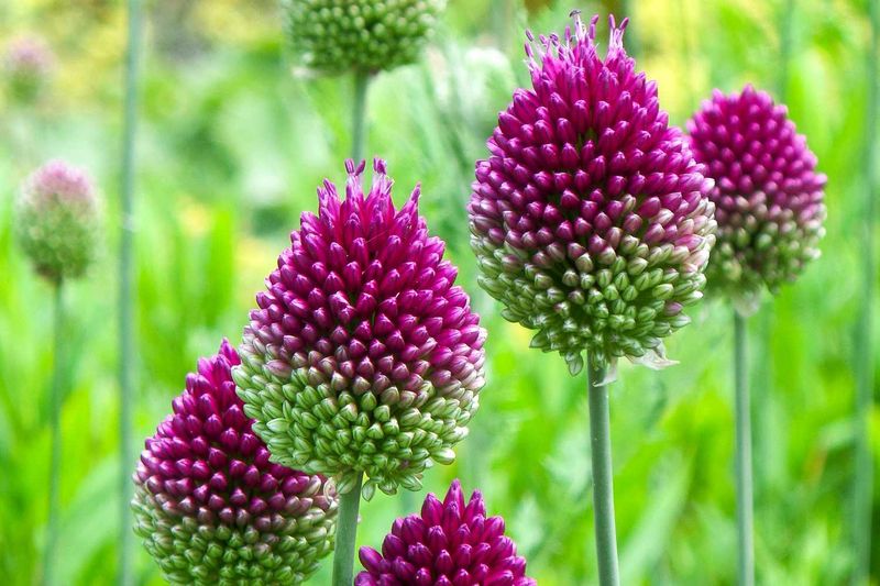 Perennial Plants