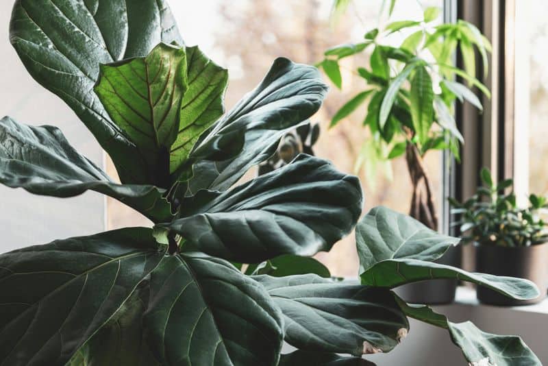 Fiddle Leaf Fig Light Love