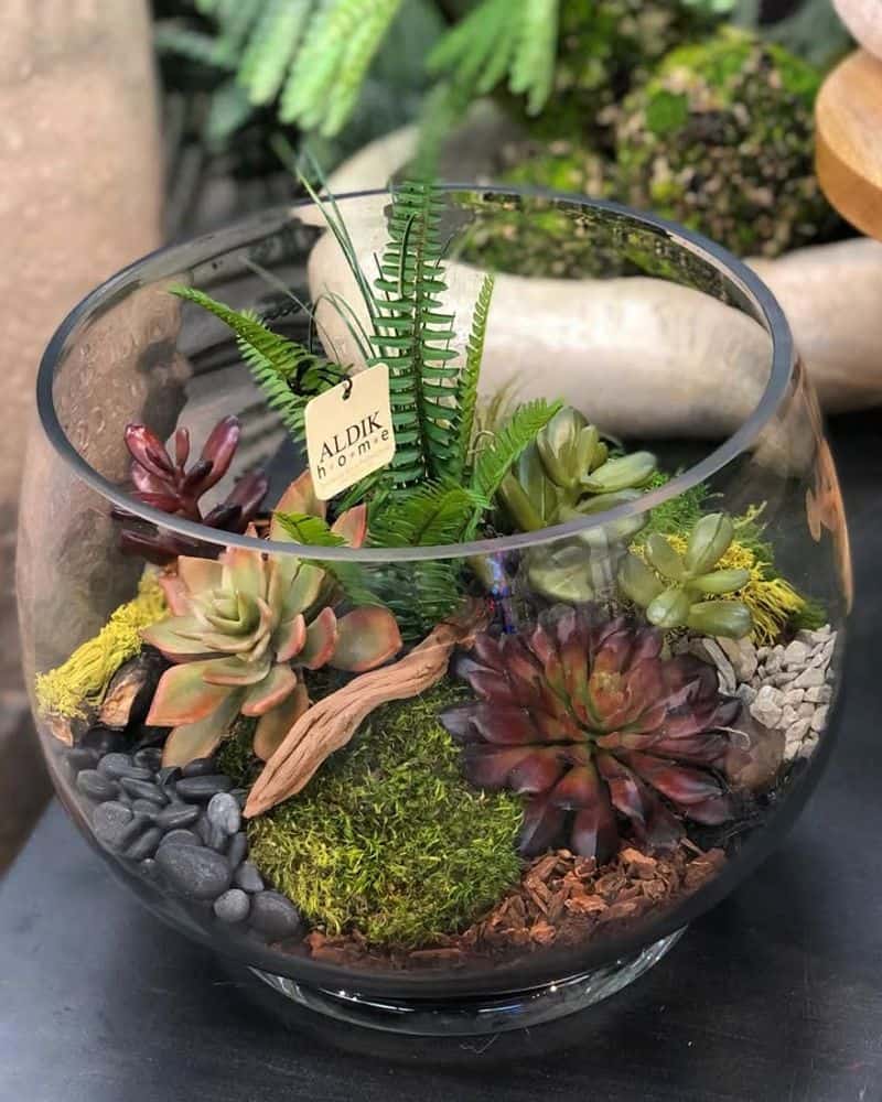 Succulent Terrarium
