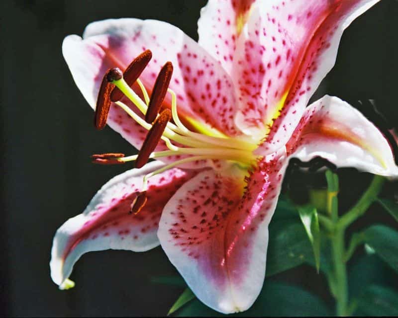 Lily