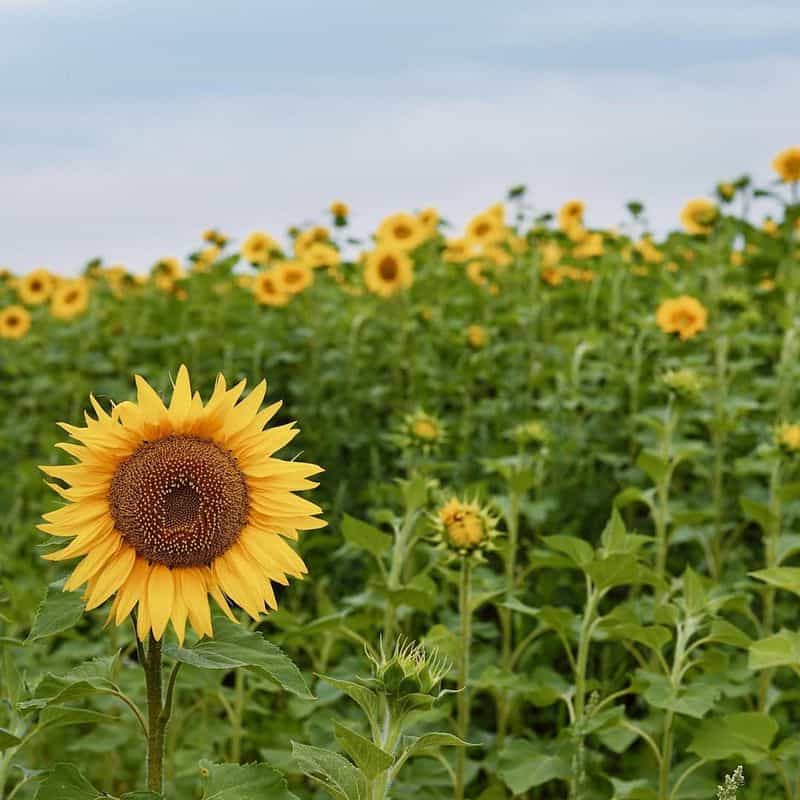 Sunflower