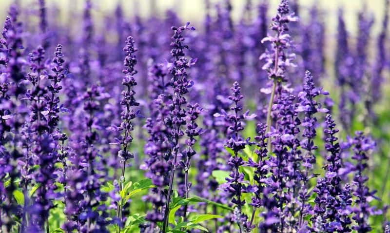 Serene Lavender