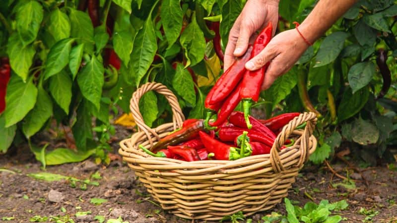 Harvest at the Right Time