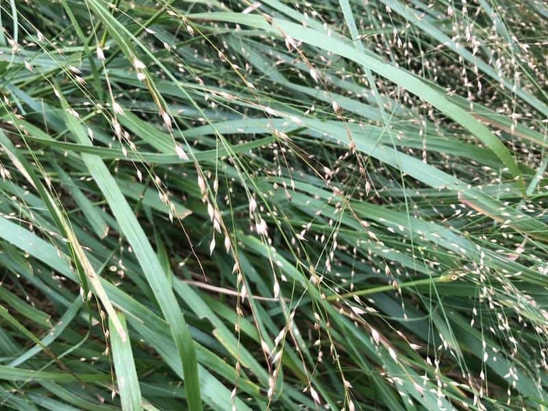 Switchgrass (Panicum virgatum)