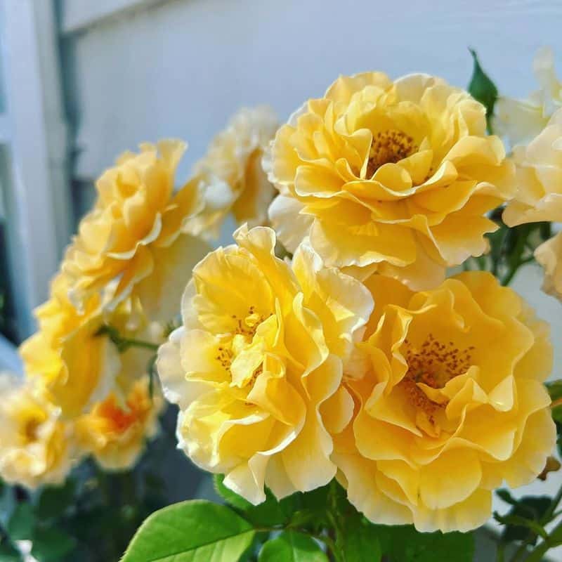 Seasonal Blooms
