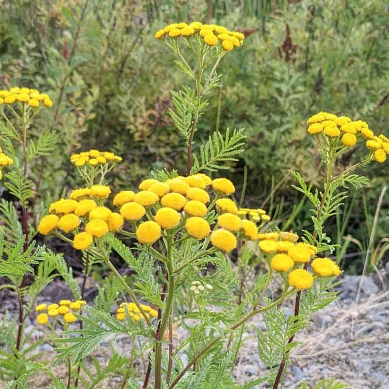 Tansy (Tanacetum vulgare)