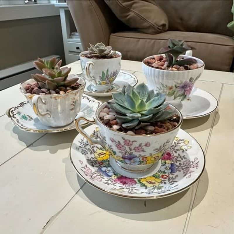 Teacup Succulent Planters
