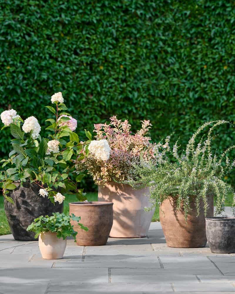 Terracotta Planters