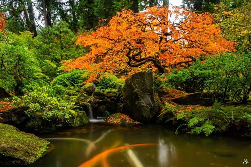 Japanese Maple (Acer palmatum)