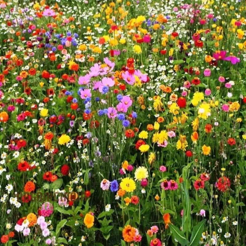 Diverse Seed Selection