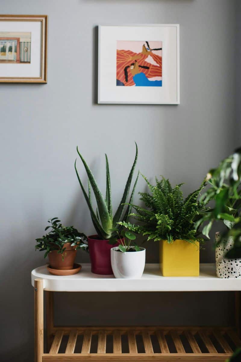 Therapeutic Connection