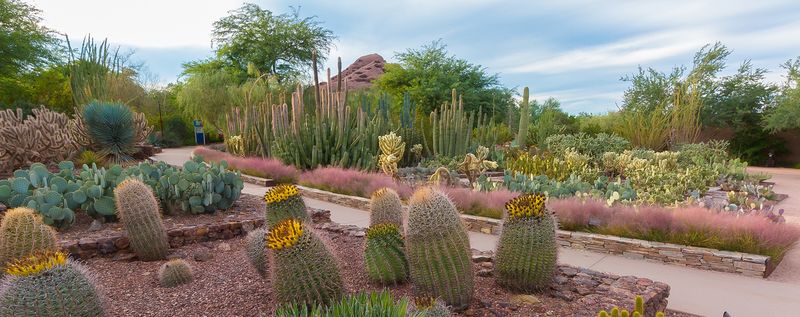 Desert Botanical Garden, Phoenix