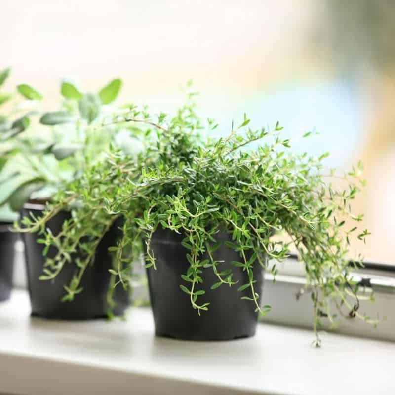 Thyme