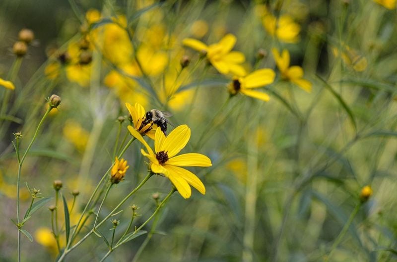 Tickseed (Coreopsis spp.)