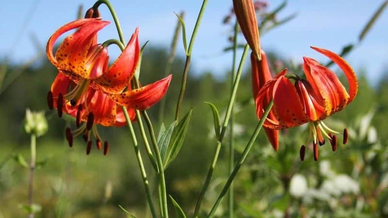 Turk's Cap Lily