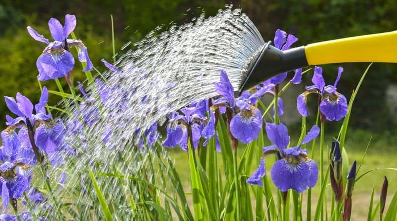 Proper Watering Techniques