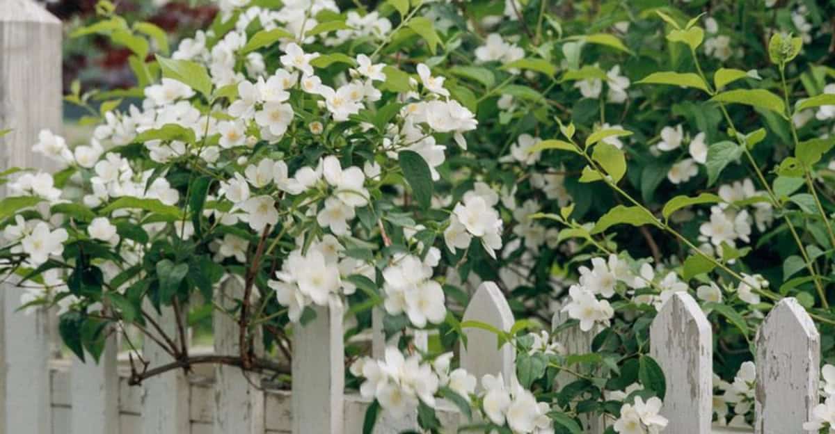 Top 10 Fragrant Shrubs That Will Fill Your Garden With Gorgeous Smells