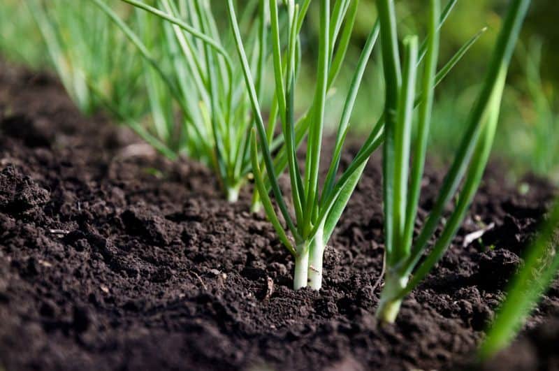 Choose the Right Soil