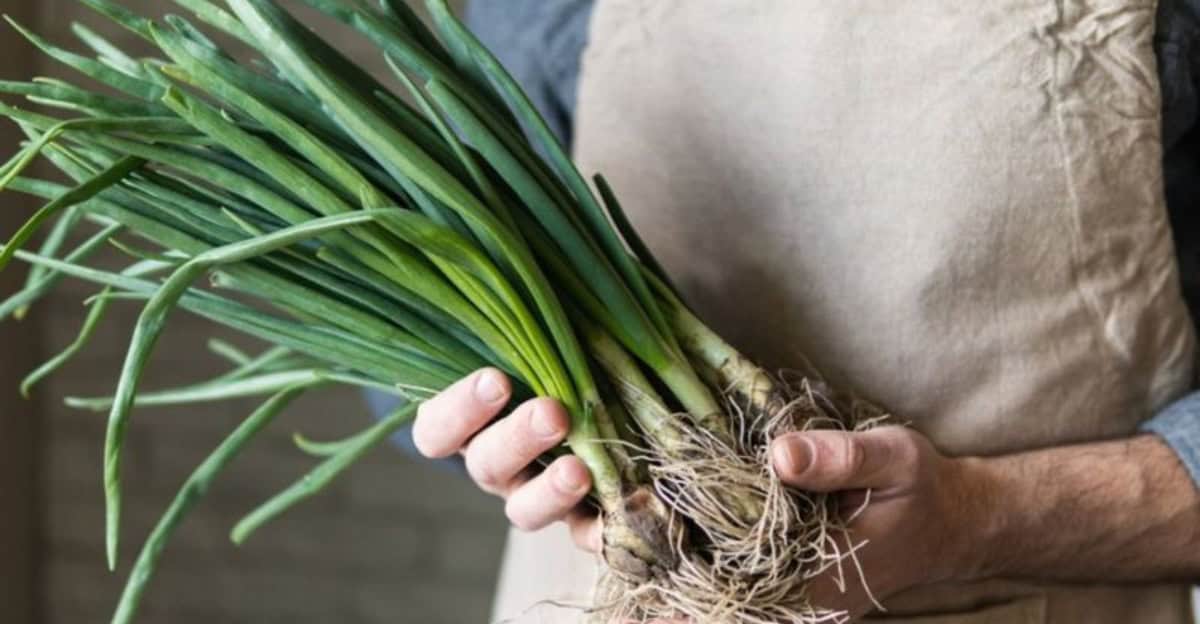 Top 10 Tricks for Growing Green Onions