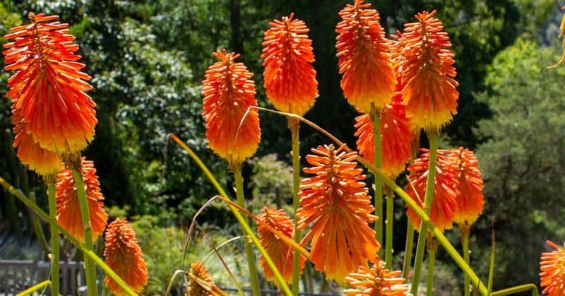 Torch Lily