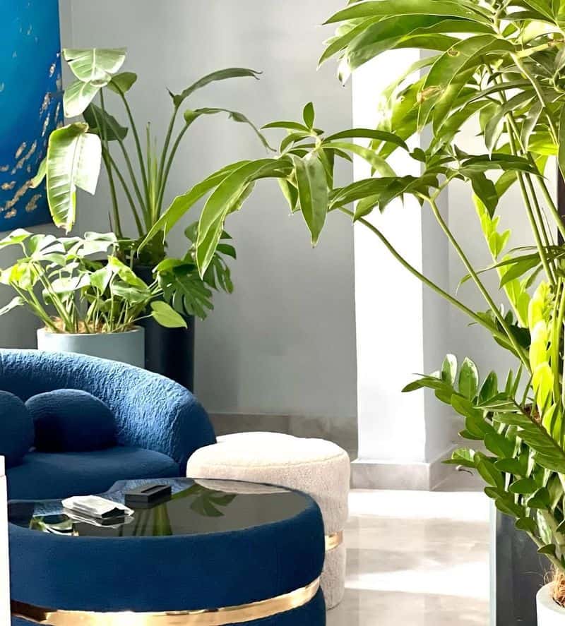 Tropical Plants