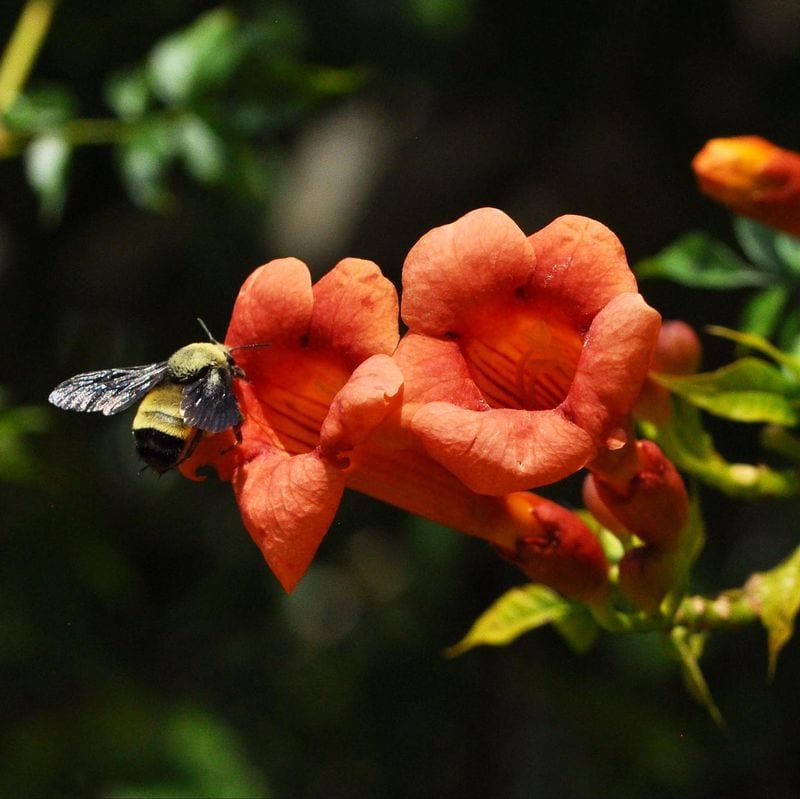 Trumpet Vine (Campsis radicans)