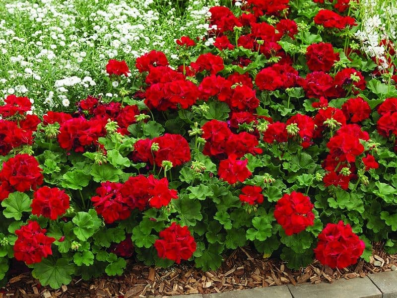 Geranium